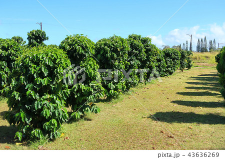 コーヒー畑（オアフ島） 43636269