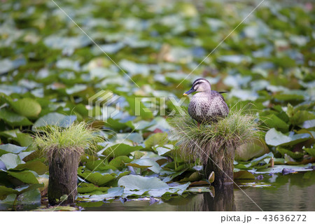 杭の上のカルガモ 43636272