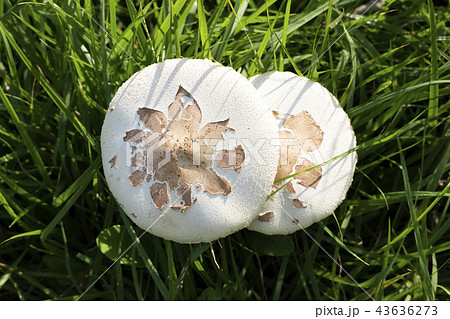 有毒のオオシロカラカサタケ 43636273