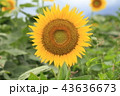 ひまわり 43636673