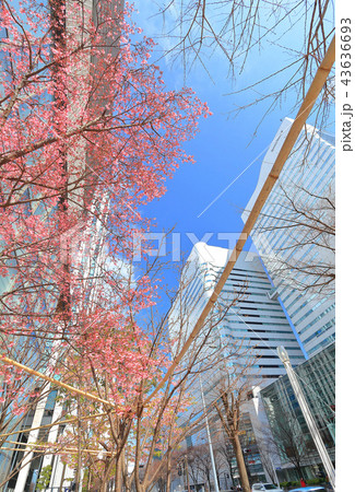 みなとみらいの河津桜 43636693