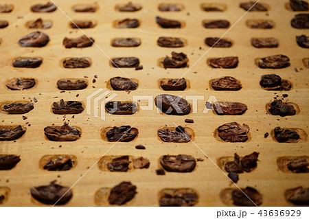 カカオ カカオ 43636929