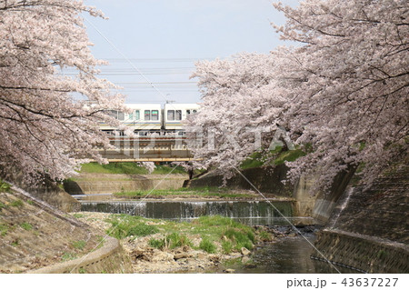 奈良　佐保川の桜並木 43637227