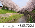 奈良　佐保川の桜並木 43637228