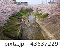 奈良　佐保川の桜並木 43637229