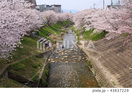 奈良 佐保川の桜並木 奈良 佐保川の桜並木 43637229