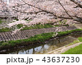 奈良　佐保川の桜並木 43637230