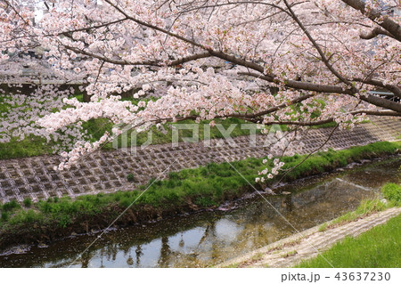 奈良　佐保川の桜並木 43637230