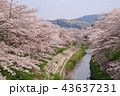 奈良　佐保川の桜並木 43637231