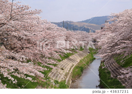 奈良 佐保川の桜並木 奈良 佐保川の桜並木 43637231