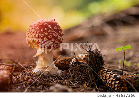 Amanita Muscaria, poisonous mushroom in the 43637266