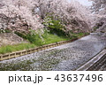 奈良　佐保川の桜並木 43637496