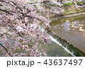 奈良　佐保川の桜 43637497
