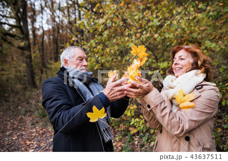 Senior couple on a walk in a forest in an autumn nature, throwing leaves. Senior couple on a walk in a forest in an autumn nature, throwing leaves. 43637511