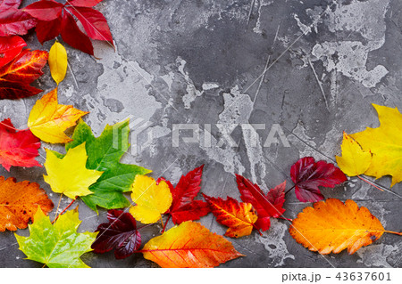 Natural fall leaves 43637601