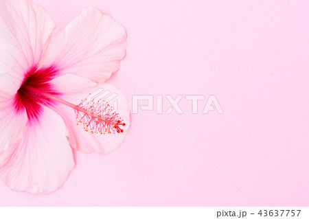 Wellness background with hibiscus flower 43637757