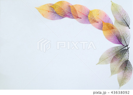 木の葉ー秋から冬の輝き（テクスチャー） 43638092