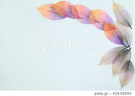 木の葉ー秋から冬の輝き（テクスチャー） 43638093