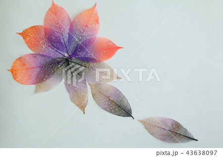 木の葉ー秋から冬の輝き（テクスチャー） 43638097