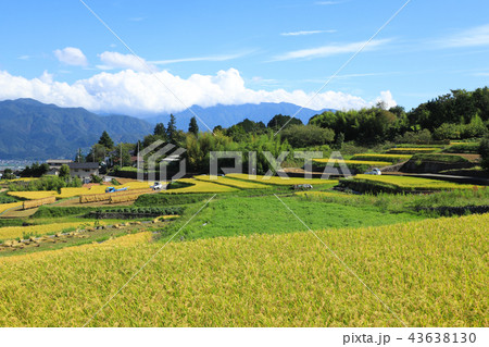 中野の棚田　稲穂　山梨 43638130