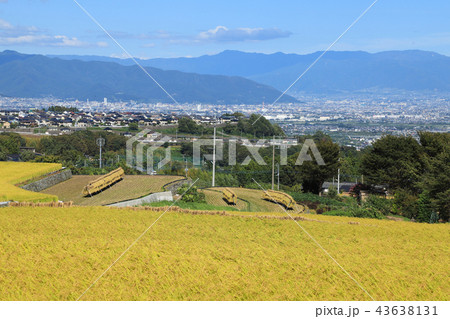 中野の棚田　稲穂　山梨 43638131