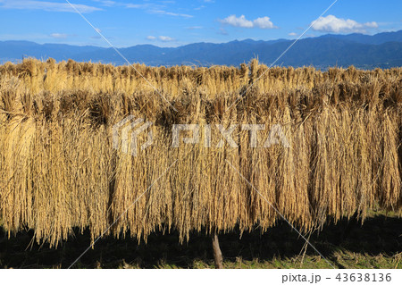 中野の棚田　稲穂　山梨 43638136