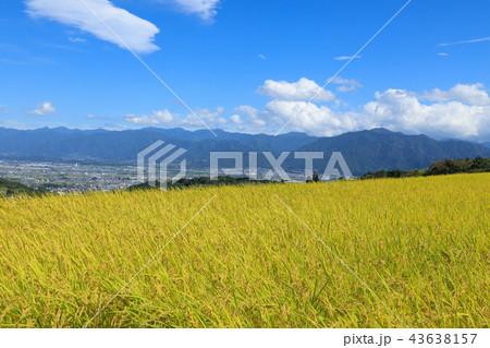 中野の棚田 稲穂 山梨 中野の棚田 稲穂 山梨 43638157