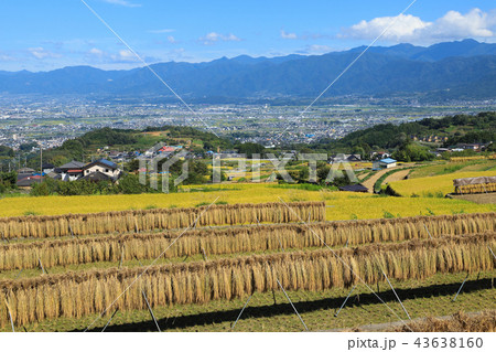 中野の棚田 稲穂 山梨 中野の棚田 稲穂 山梨 43638160
