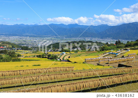 中野の棚田　稲穂　山梨 43638162
