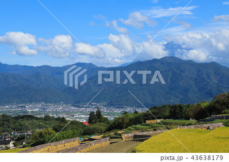 中野の棚田　稲穂　山梨 43638179
