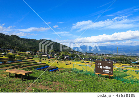 中野の棚田　稲穂　山梨 43638189