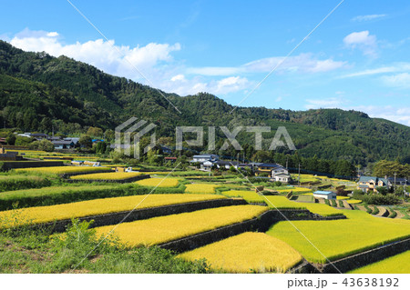 中野の棚田　稲穂　山梨 43638192