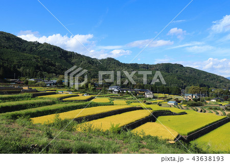 中野の棚田　稲穂　山梨 43638193
