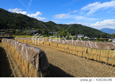 中野の棚田　稲穂　山梨 43638196