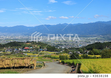 中野の棚田　稲穂　山梨 43638198