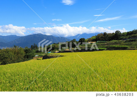 中野の棚田　稲穂　山梨 43638203