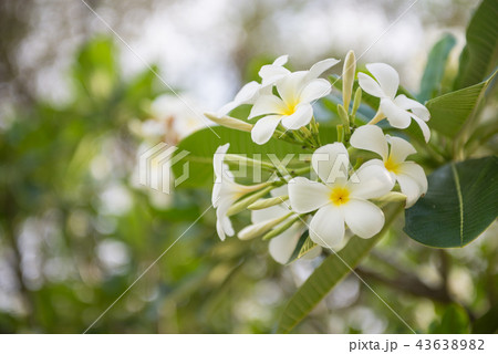 Beautiful white flower Beautiful white flower 43638982