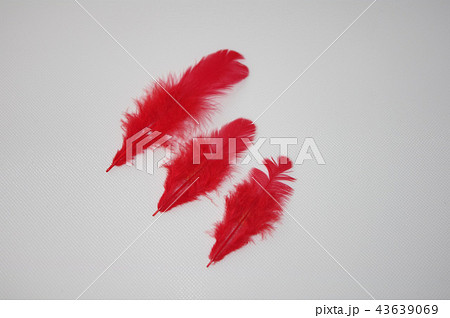 赤い羽根 43639069