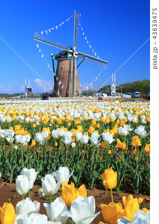 晴天下の佐倉ふるさと広場のチューリップ 晴天下の佐倉ふるさと広場のチューリップ 43639475