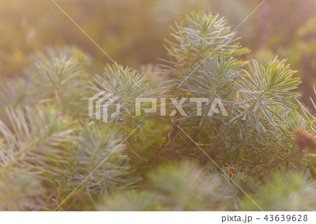 Green moss growing on slopes in bright sunlight Green moss growing on slopes in bright sunlight 43639628