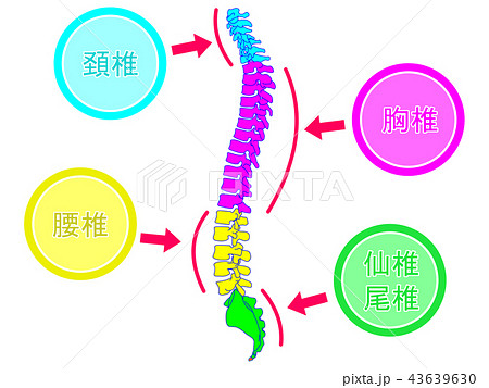 脊柱の生理的側弯のイラスト素材