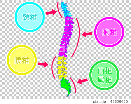 脊柱の生理的側弯 43639630