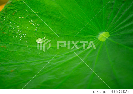 Lotus leaf 43639825