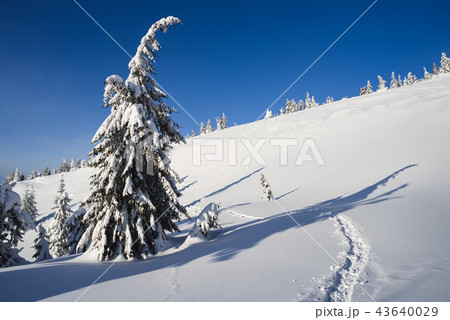 Winter landscape with footpath in the snow 43640029