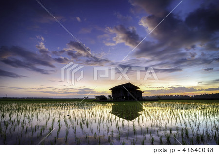Dilapidated house in the middle of paddy field 43640038