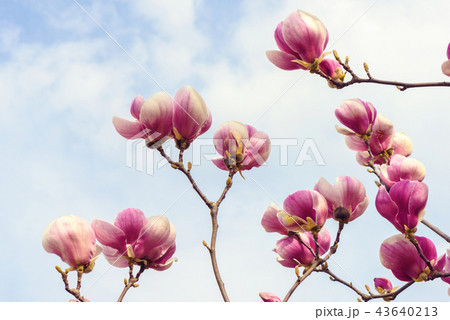 Beautiful spring flowers Beautiful spring flowers 43640213