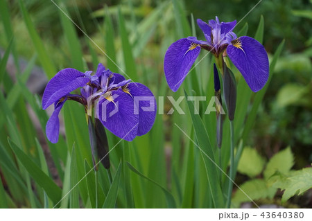 白馬五竜高山植物園（ノハナショウブ） 43640380
