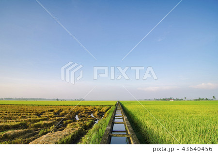 green paddy field with cloudy sky at new season 43640456