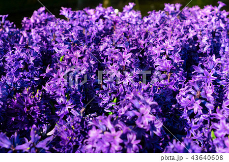 Blue hyacinth flowers Blue hyacinth flowers 43640608