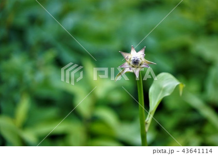 白馬五竜高山植物園 白馬五竜高山植物園 43641114